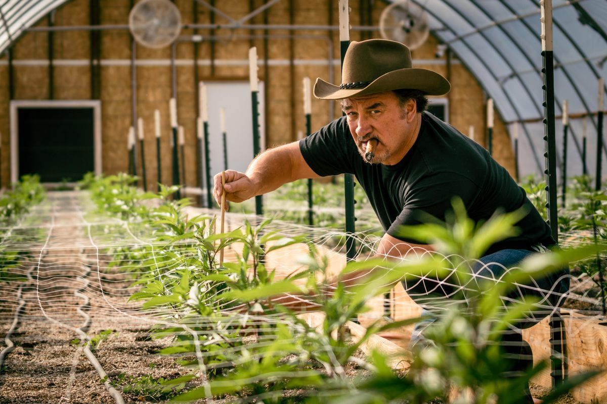 Actor Jim Belushi Posing With Cannabis Plants 